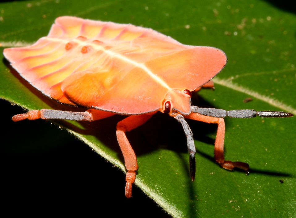 called a Tessaratomid bug like a stink bug