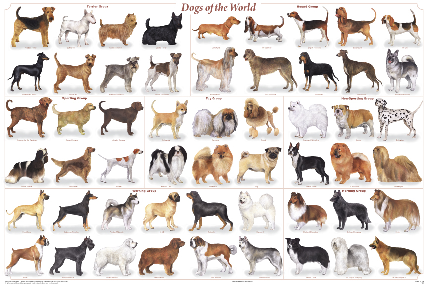 just a few of the different dog breeds